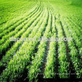 wheatgrass juice powder (real manufacturer)